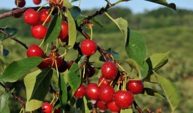Tart Cherries - Harvest