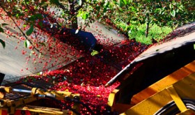 Tart Cherries - Harvest