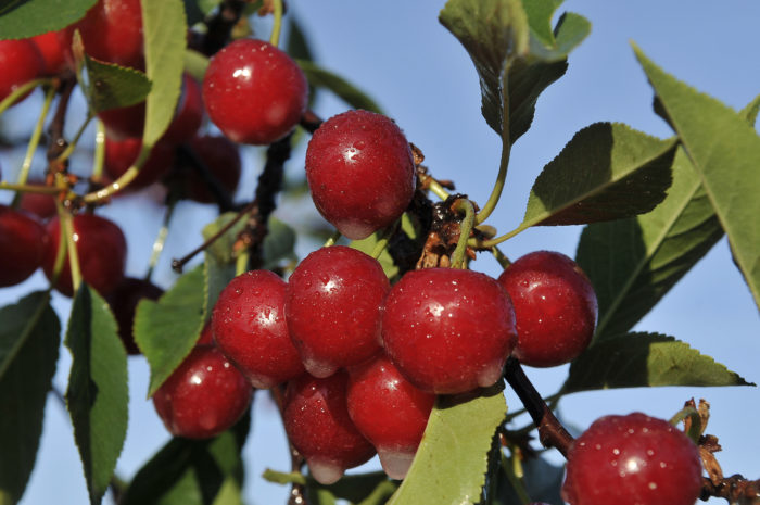 The Unknown Cherr-itage of Montmorency Tart Cherries