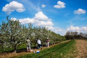 Inside A Tart Cherry Revival: ‘Somebody Needs To Do This!’