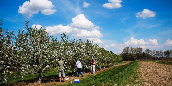 Inside A Tart Cherry Revival: ‘Somebody Needs To Do This!’