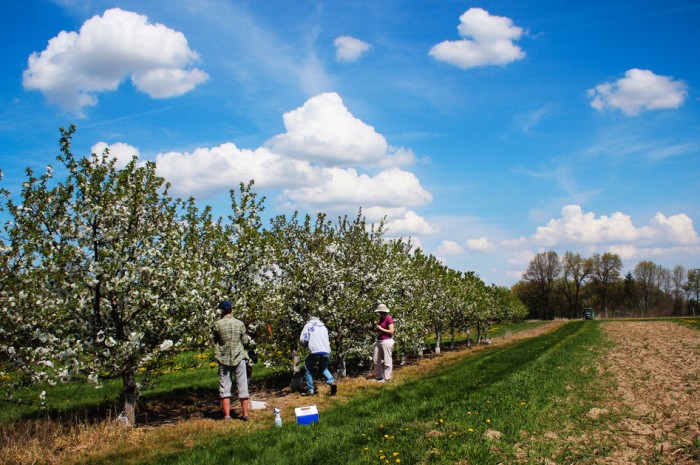 Inside A Tart Cherry Revival: ‘Somebody Needs To Do This!’