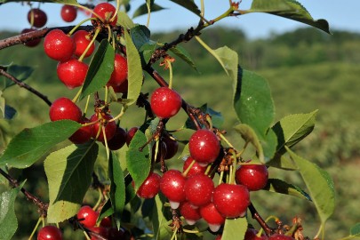 Las cerezas ácidas Montmorency se cosechan en julio, pero probablemente no las encontrará frescas a menos que viva en una de las regiones de cultivo, así que asegúrese de buscarlas en el pasillo de los alimentos congelados, en la estantería en paquetes de cerezas ácidas secas, o en botellas como zumo 100% o zumo concentrado.